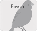 Finch