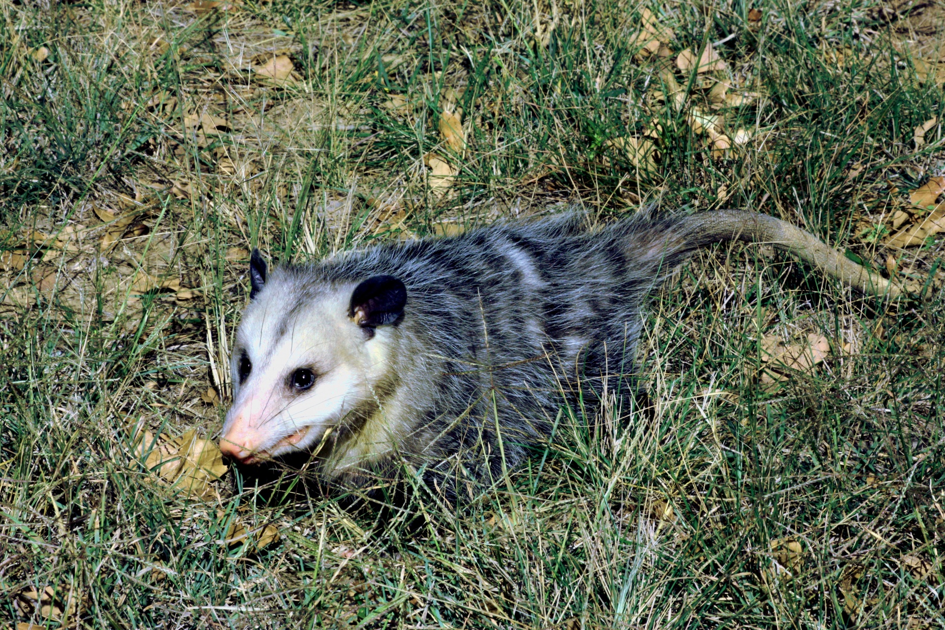 Opossum Control & Trapping Southern Maine