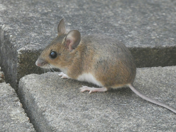 Brown mouse sitting on a grey concrete paver