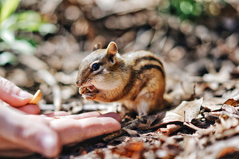 Chipmunk Extermination in Southern Maine