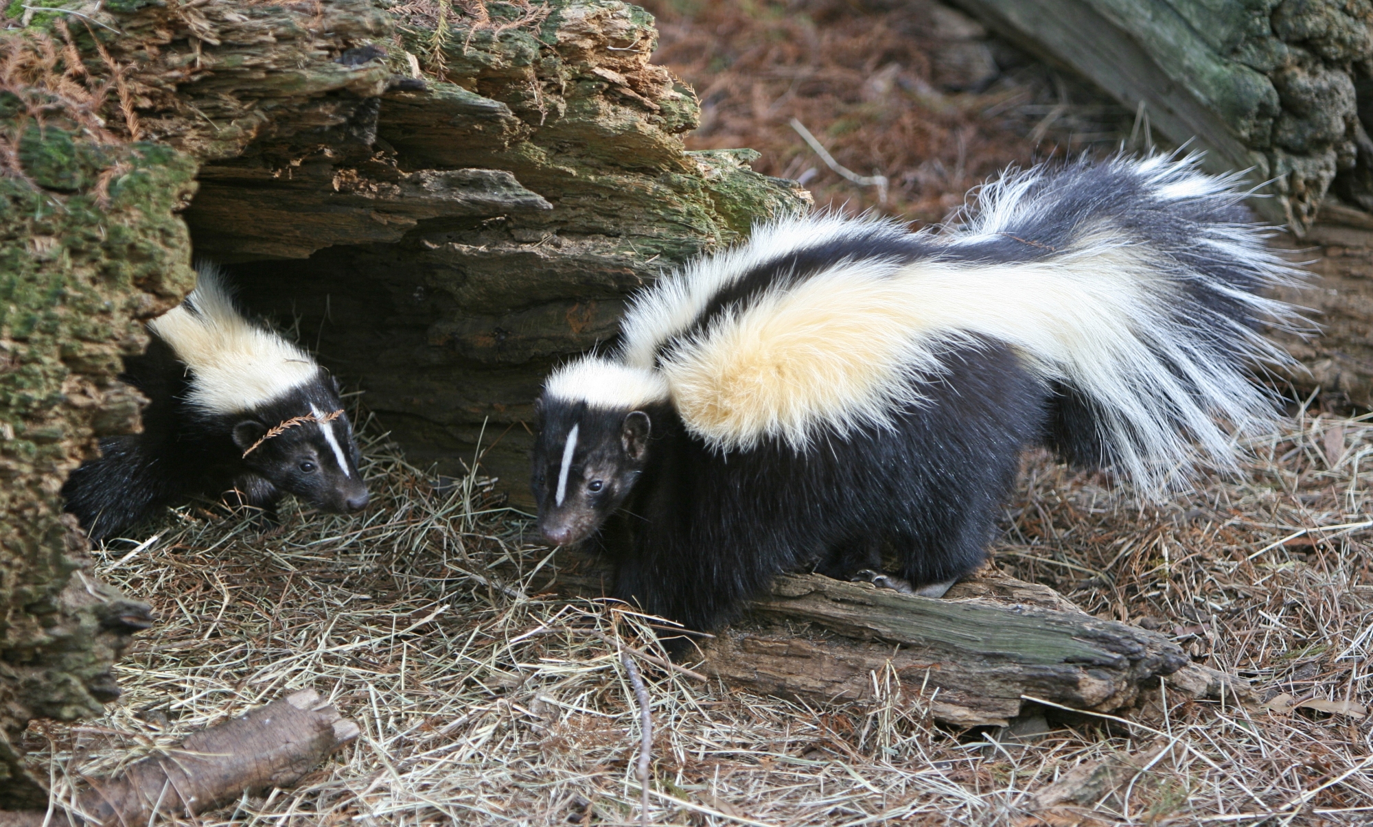 Skunk control in Southern Maine